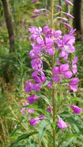 Rosebay Willowherb