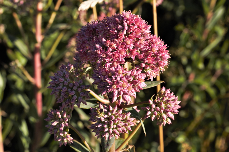 Orpine5 – Woodland Wild flowers