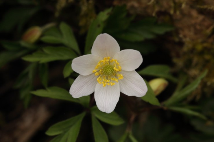 Wood Anemone