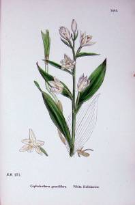 White Helleborine