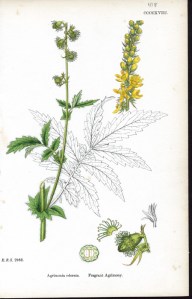 Fragrant Agrimony