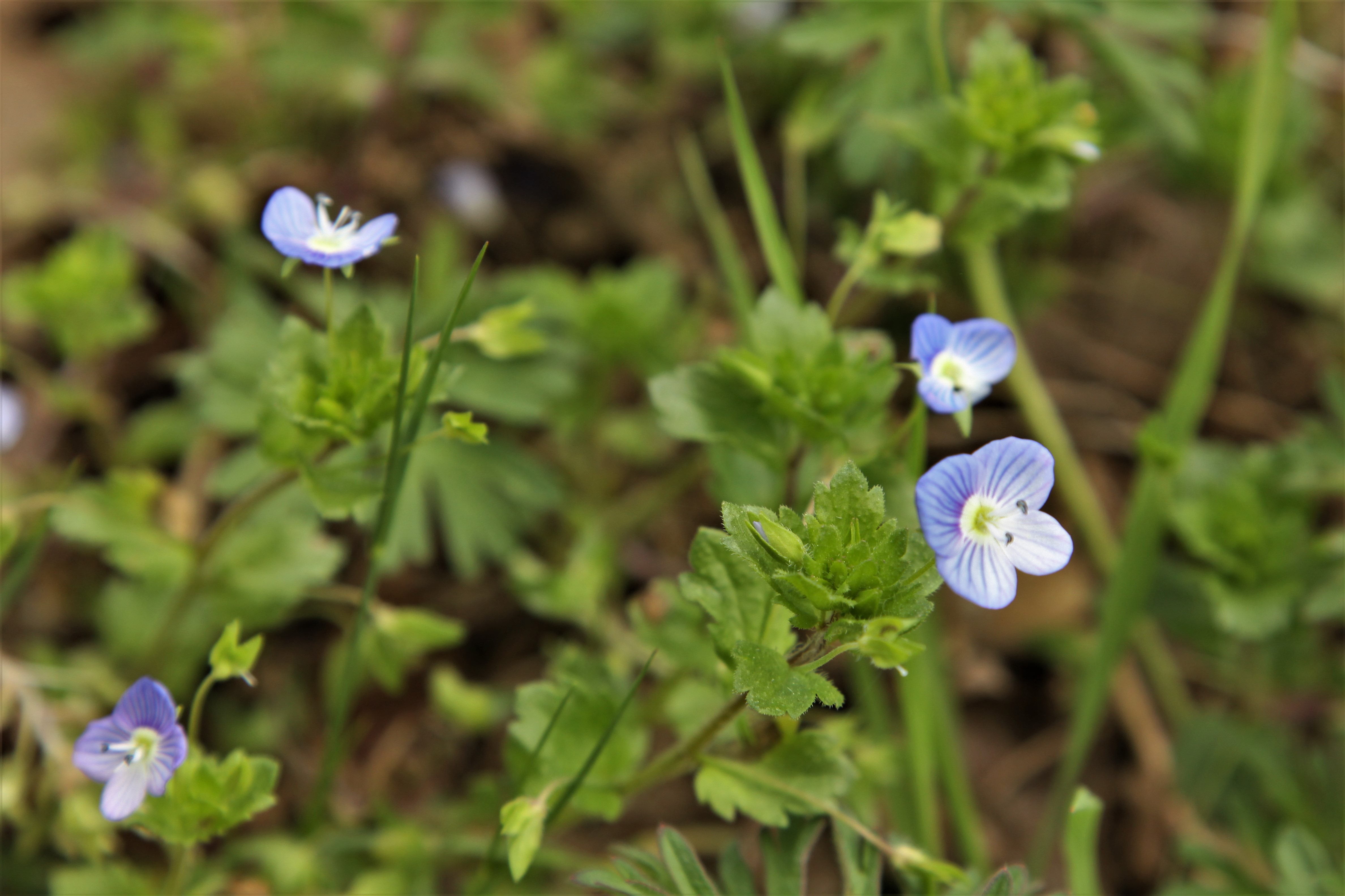 Speedwell 1 (2) – Woodland Wild flowers