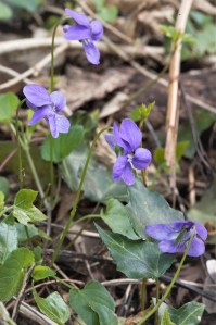 Dog Violet